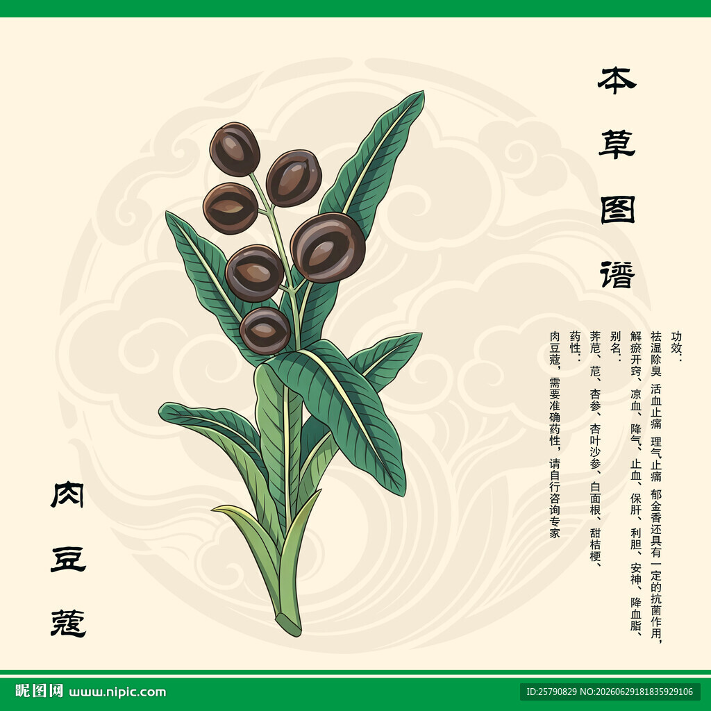 肉豆蔻手绘图鉴