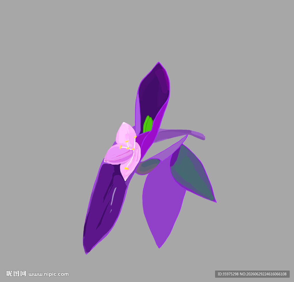 紫色花插画