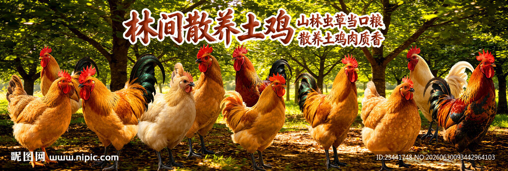 生态土鸡 
