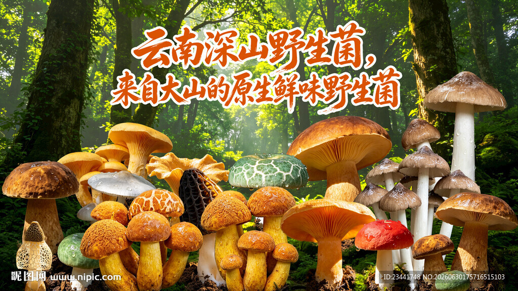 野生菌广告  