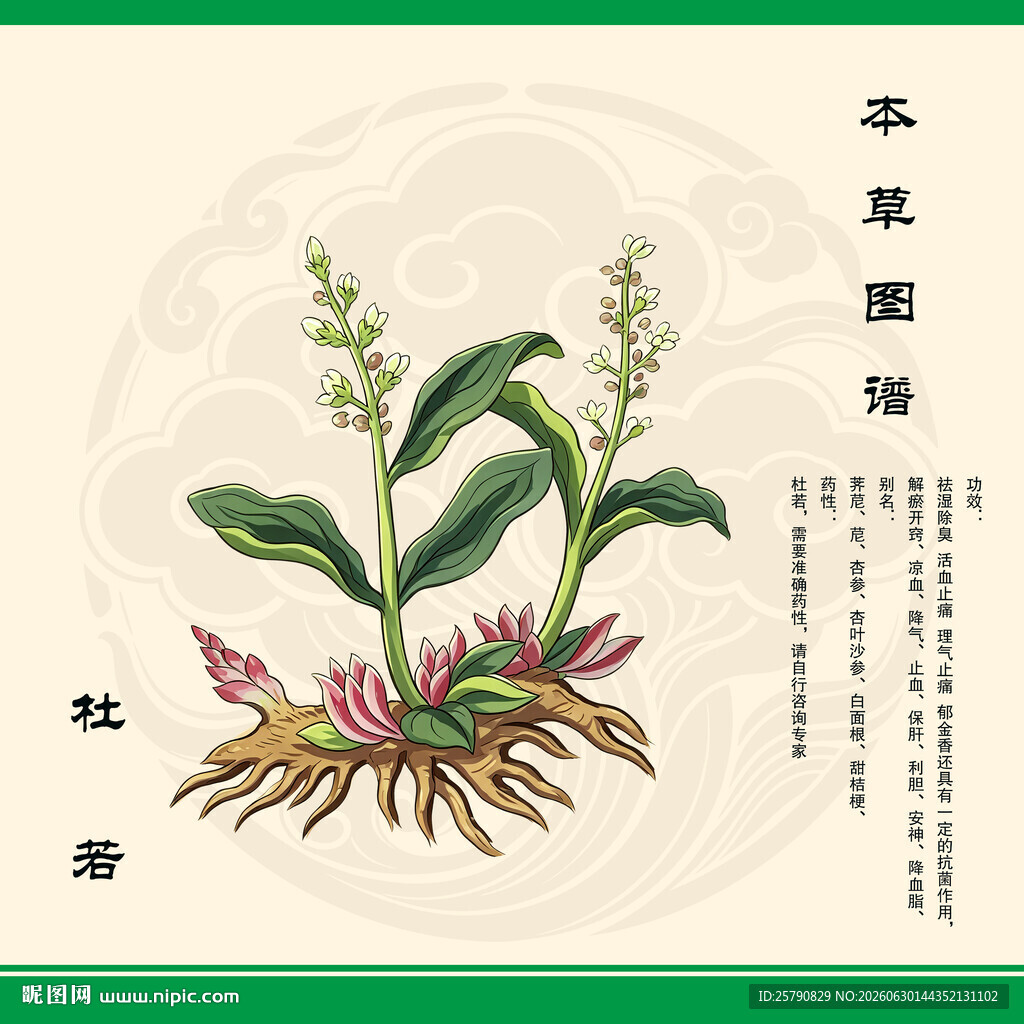 手绘中药杜若植物图