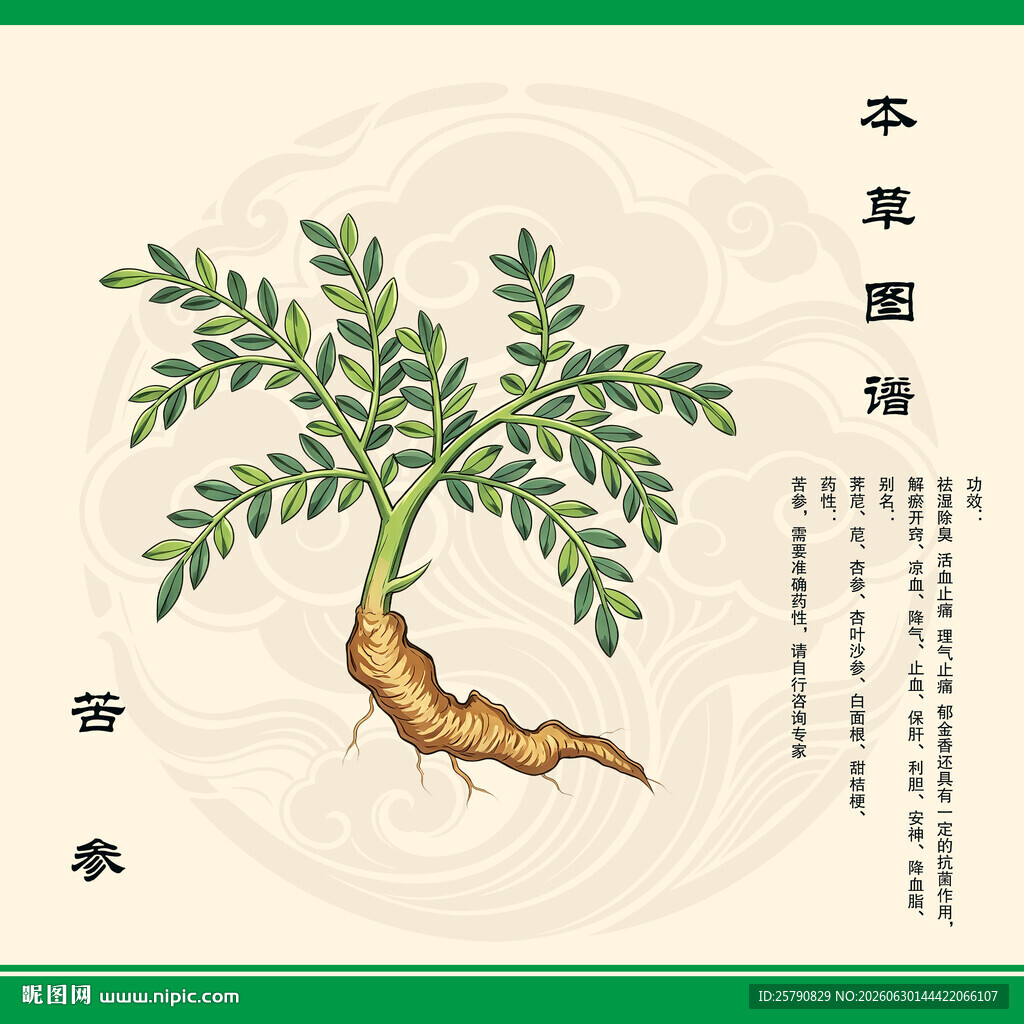 手绘本草纲目苦参图
