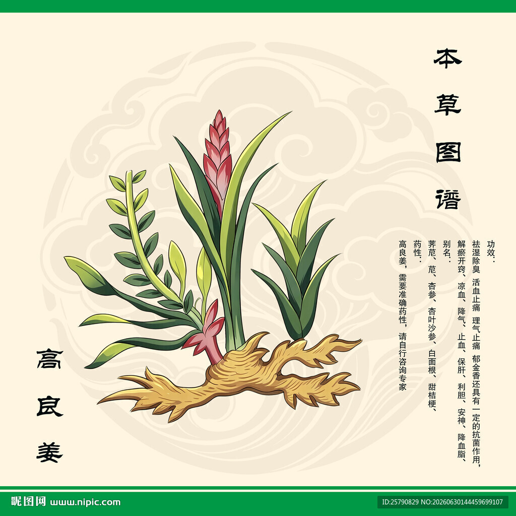本草高良姜图
