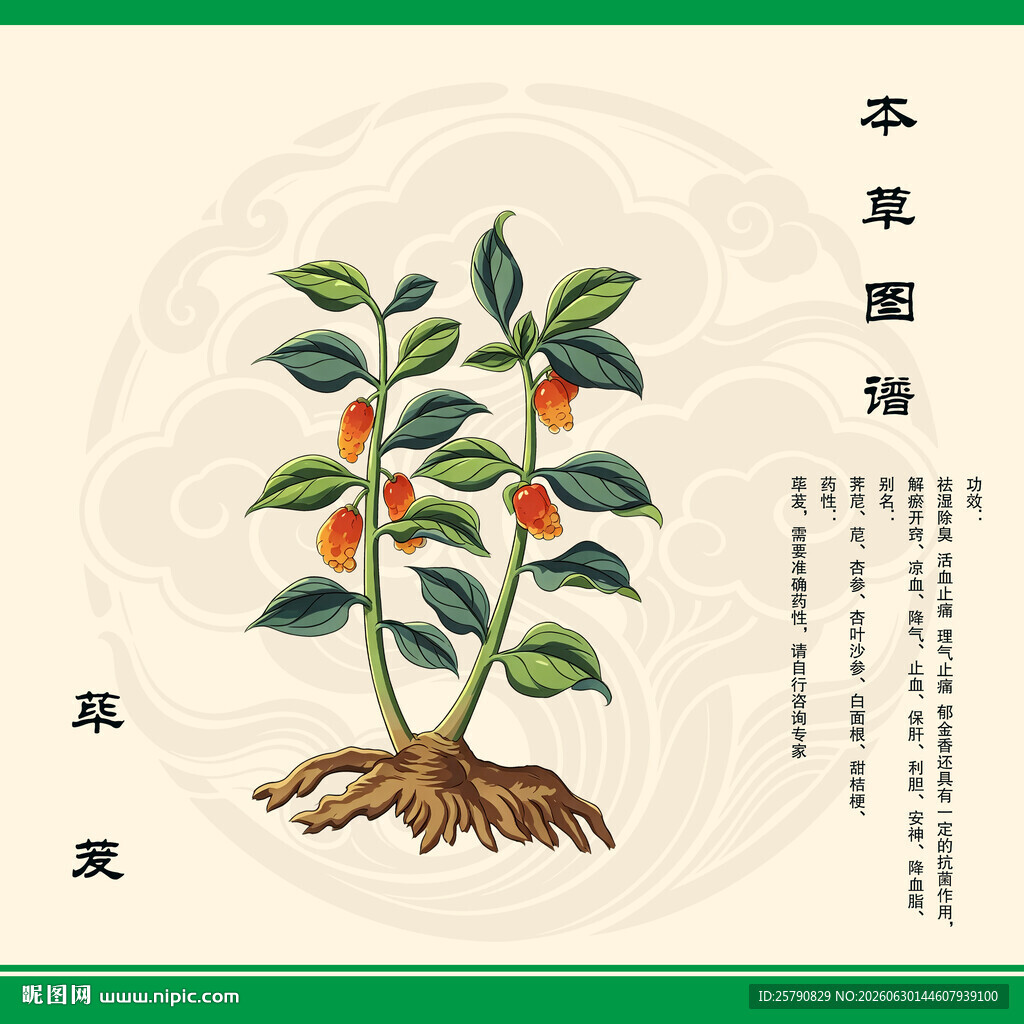 荜茇手绘草本草图鉴