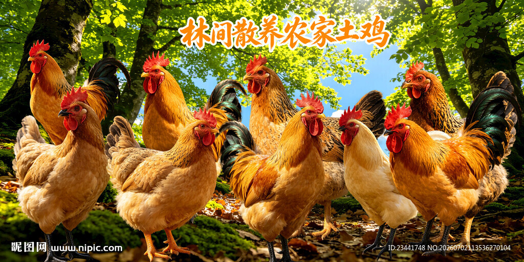  农家土鸡 