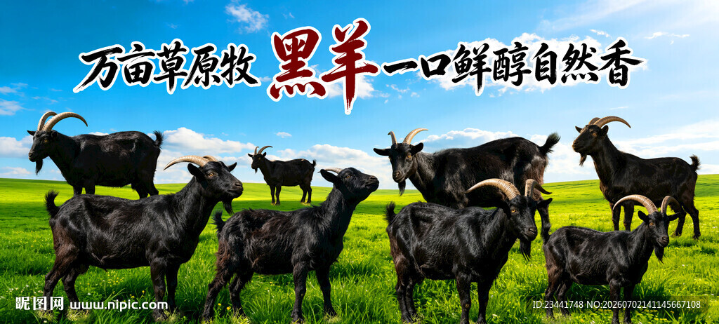 农家黑山羊