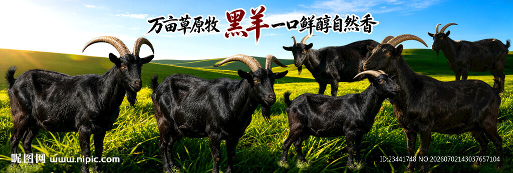  黑山羊海报 