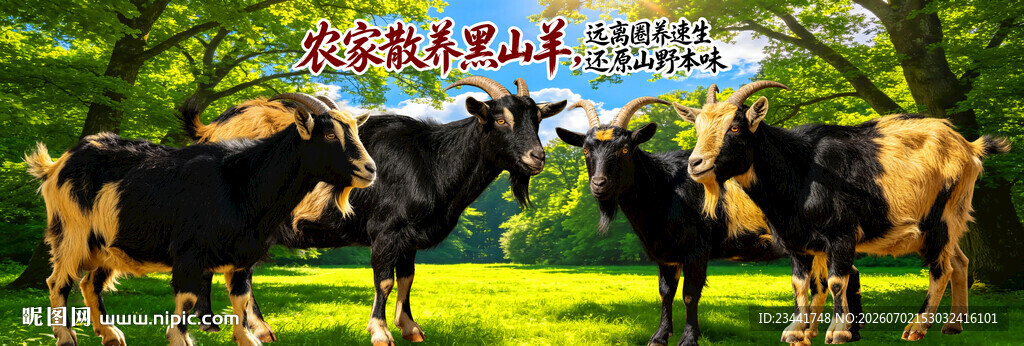  黑山羊  