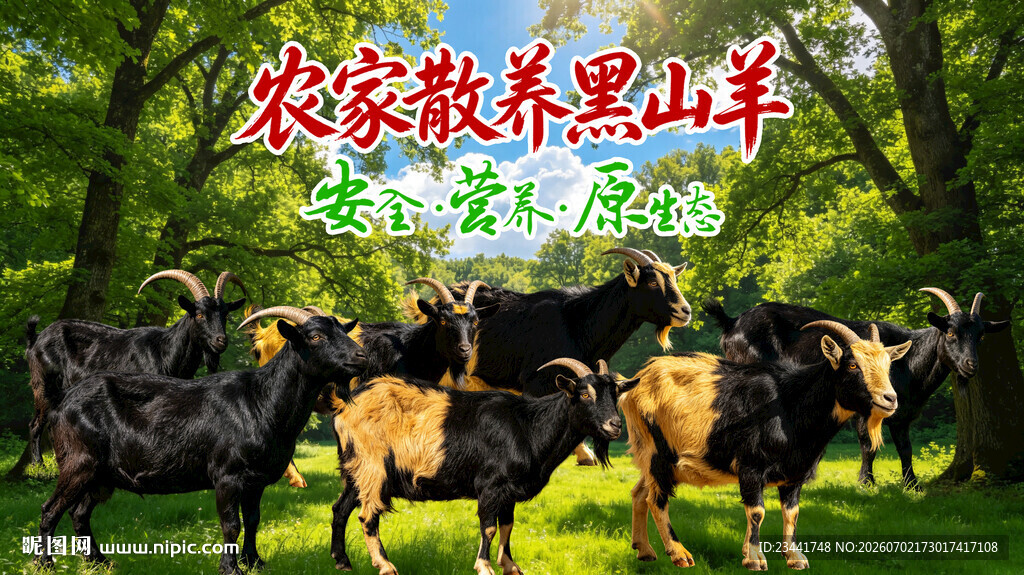 农家散养黑山羊