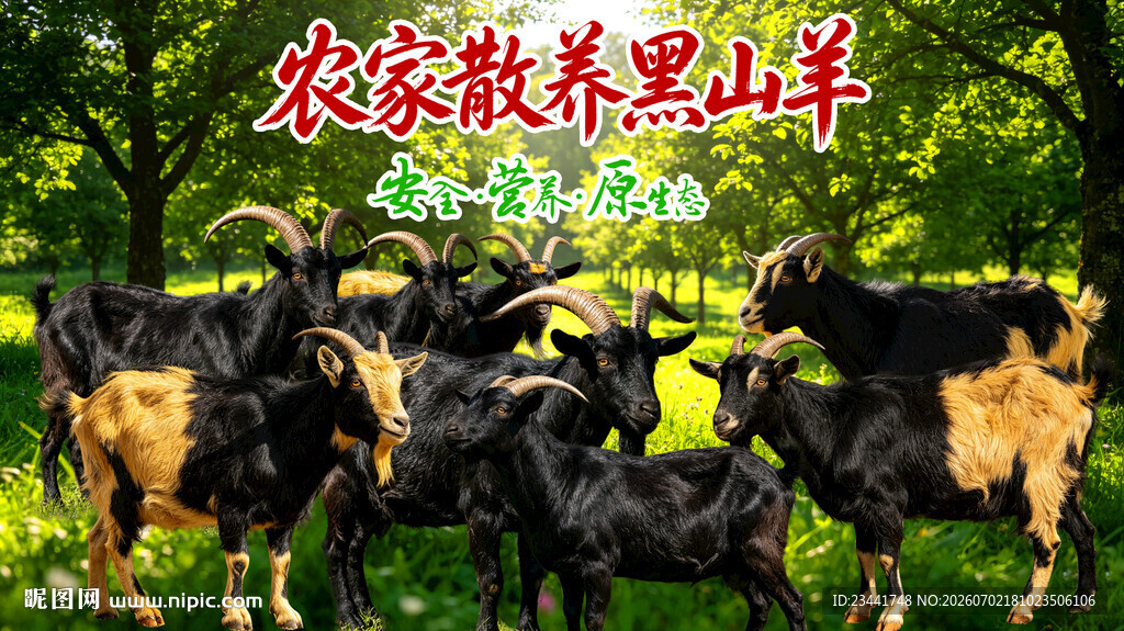  黑山羊