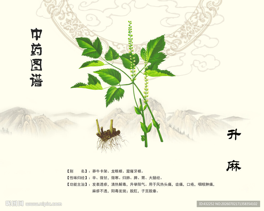 中药植物升麻展示图
