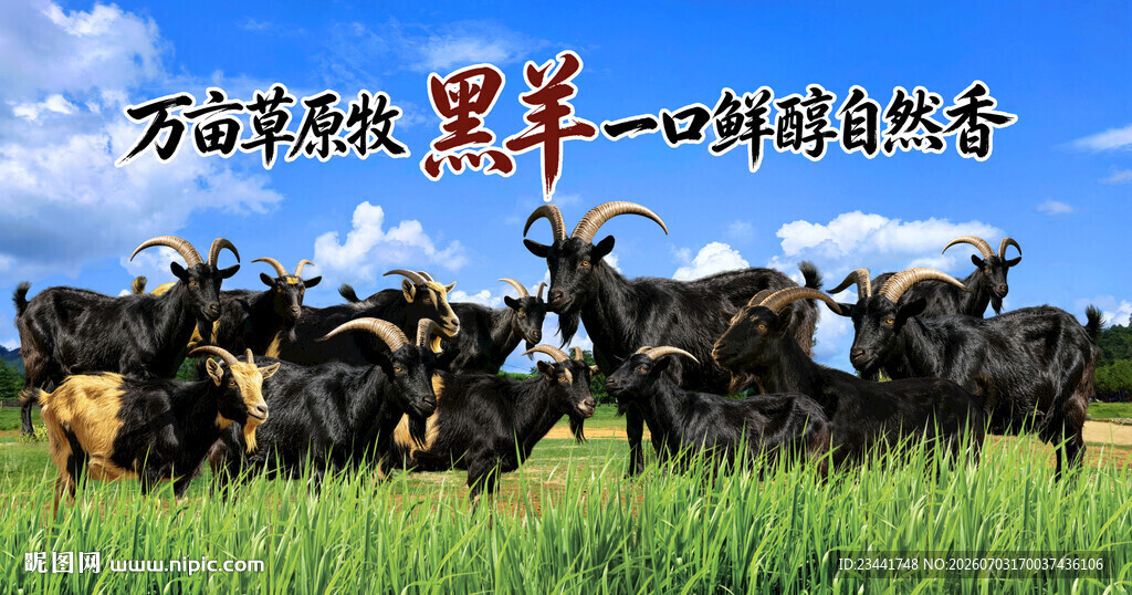 黑山羊