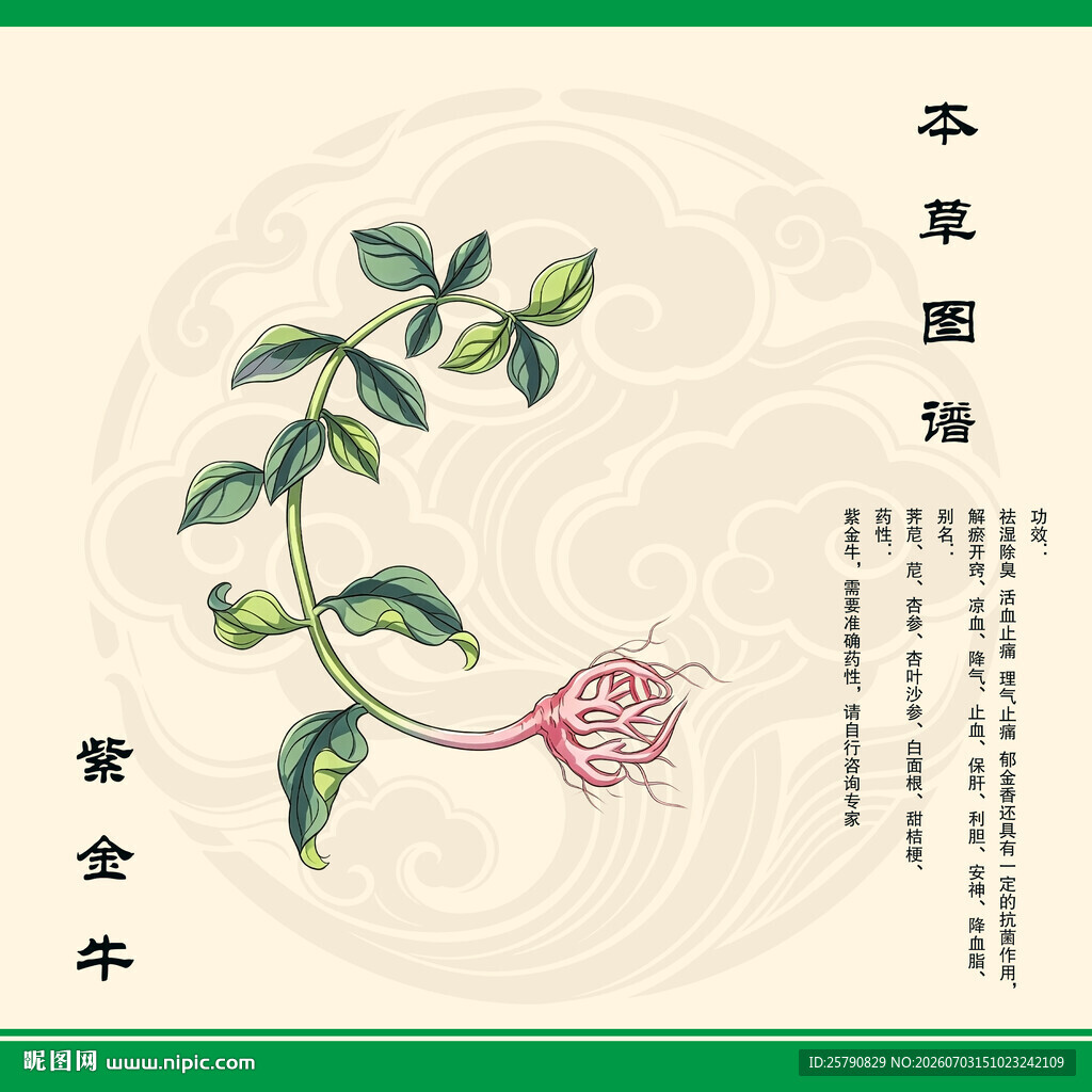 紫金牛植物图案