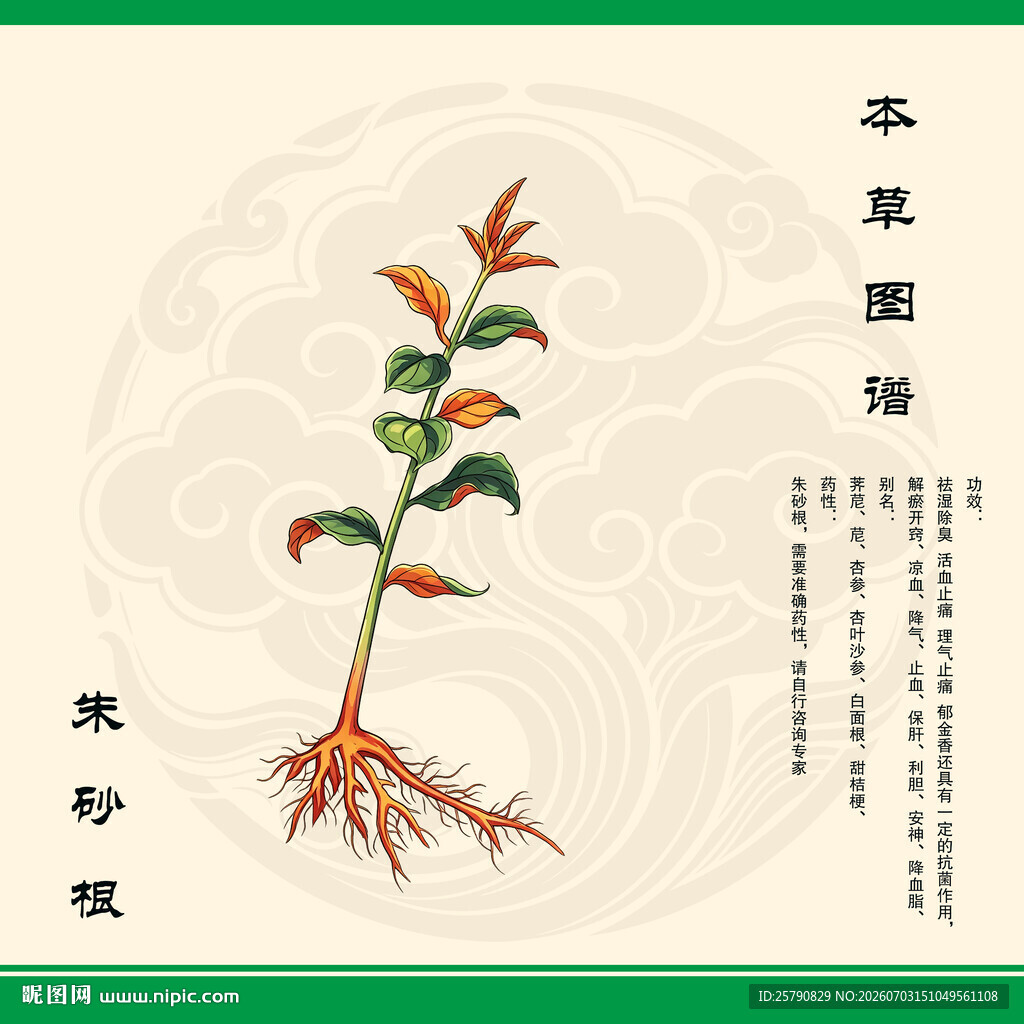 朱砂根植物图示