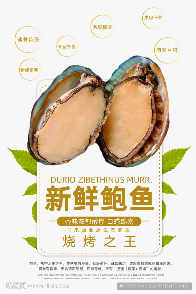 鲍鱼