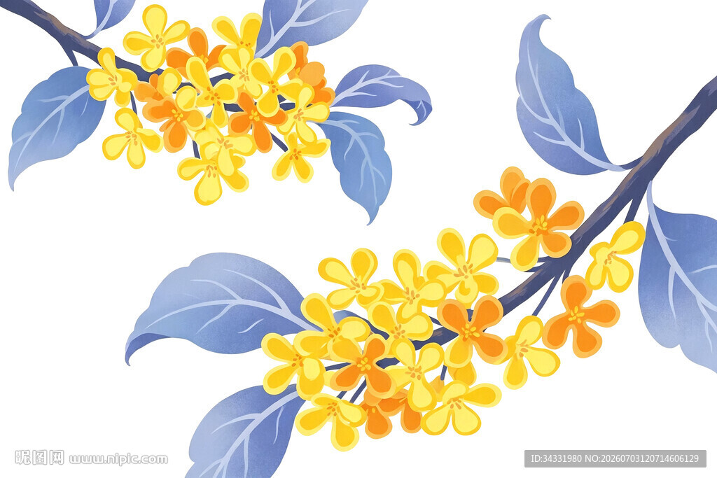 桂花插画