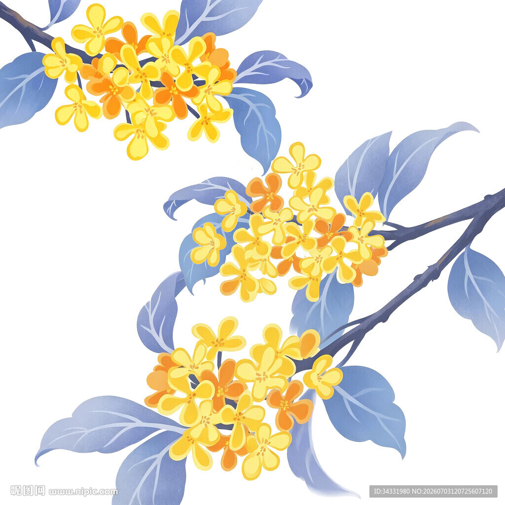桂花插画