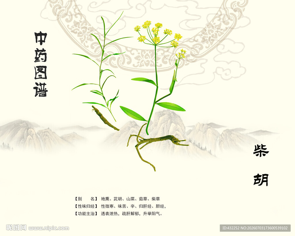 中药柴胡植株展示