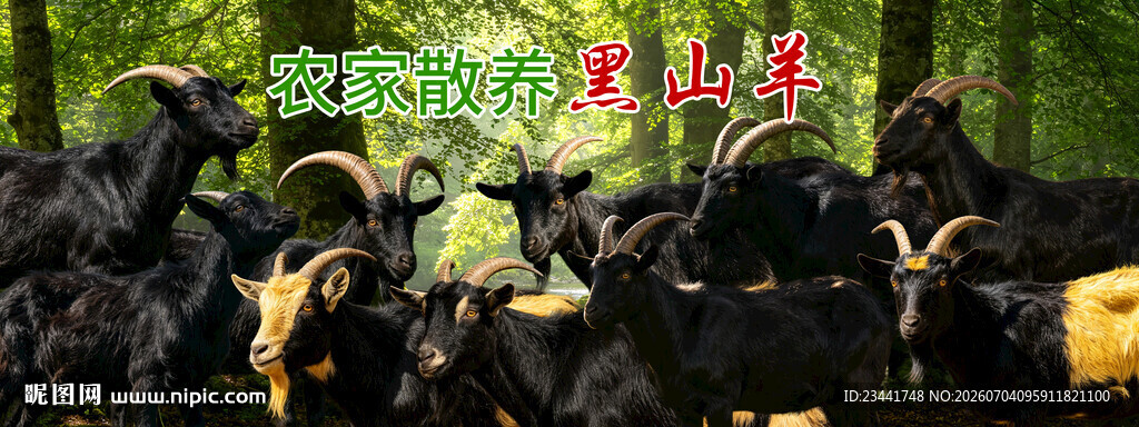 黑山羊
