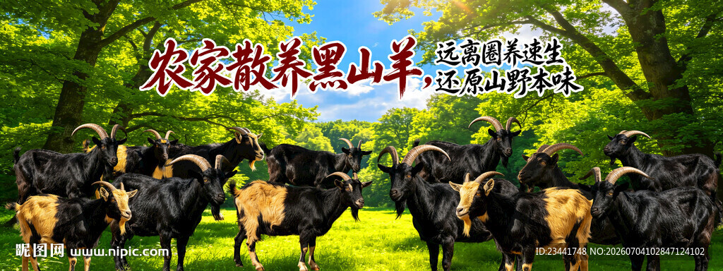农家散养黑山羊