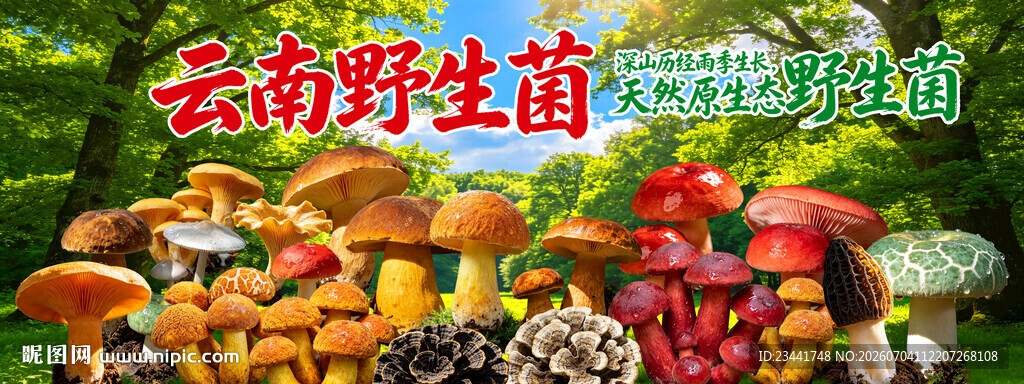 野生菌广告  