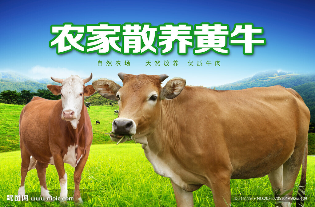 黄牛