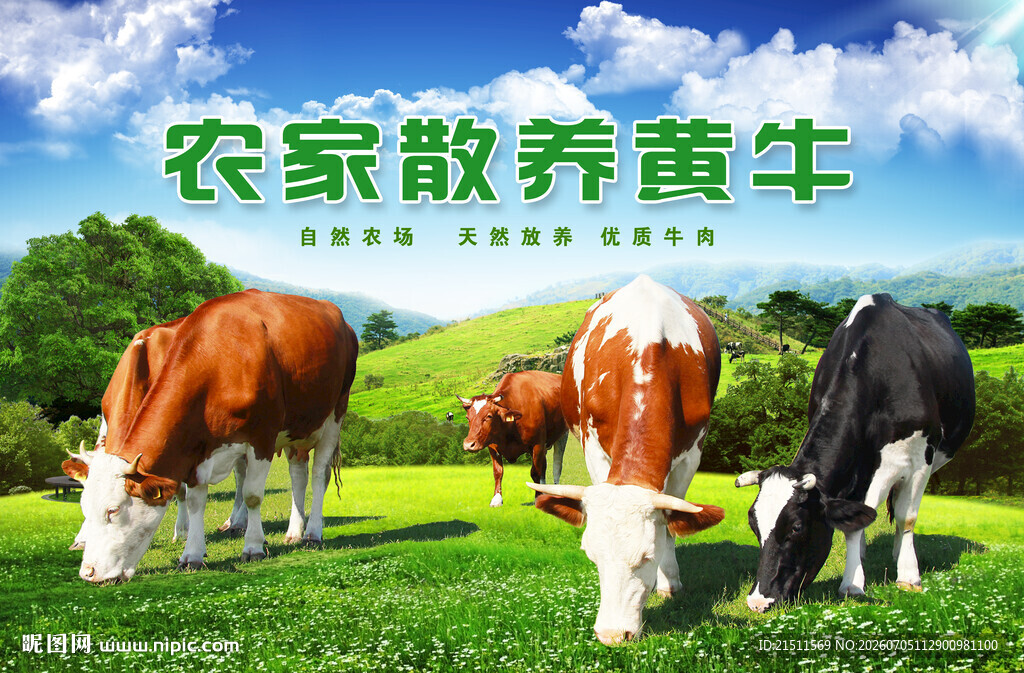 黄牛
