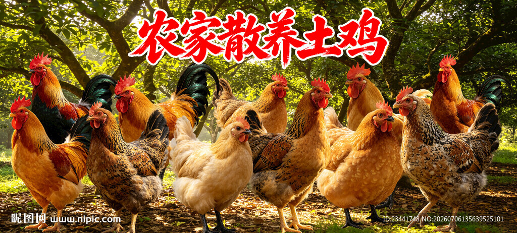  土鸡  