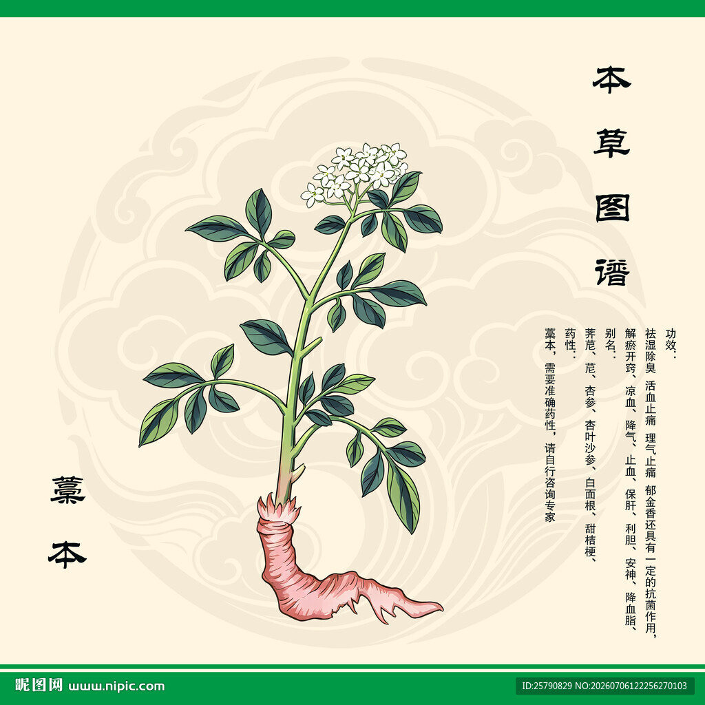 手绘本草图之藁本