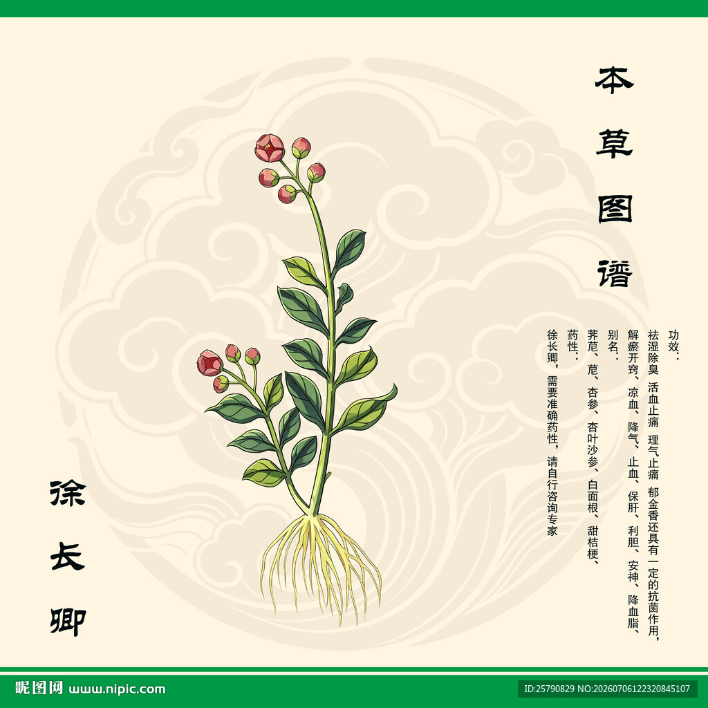 徐长卿草药图示