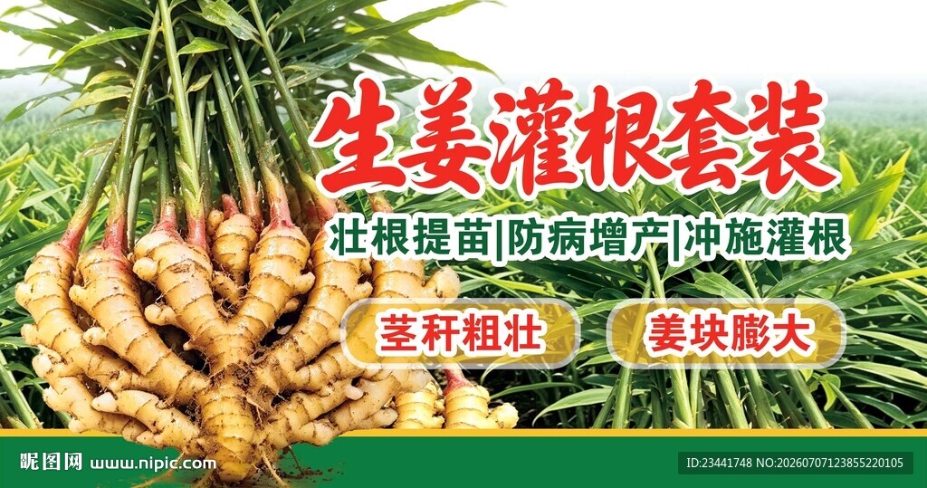 生姜 