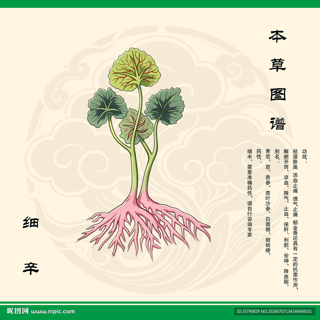 细辛植物图