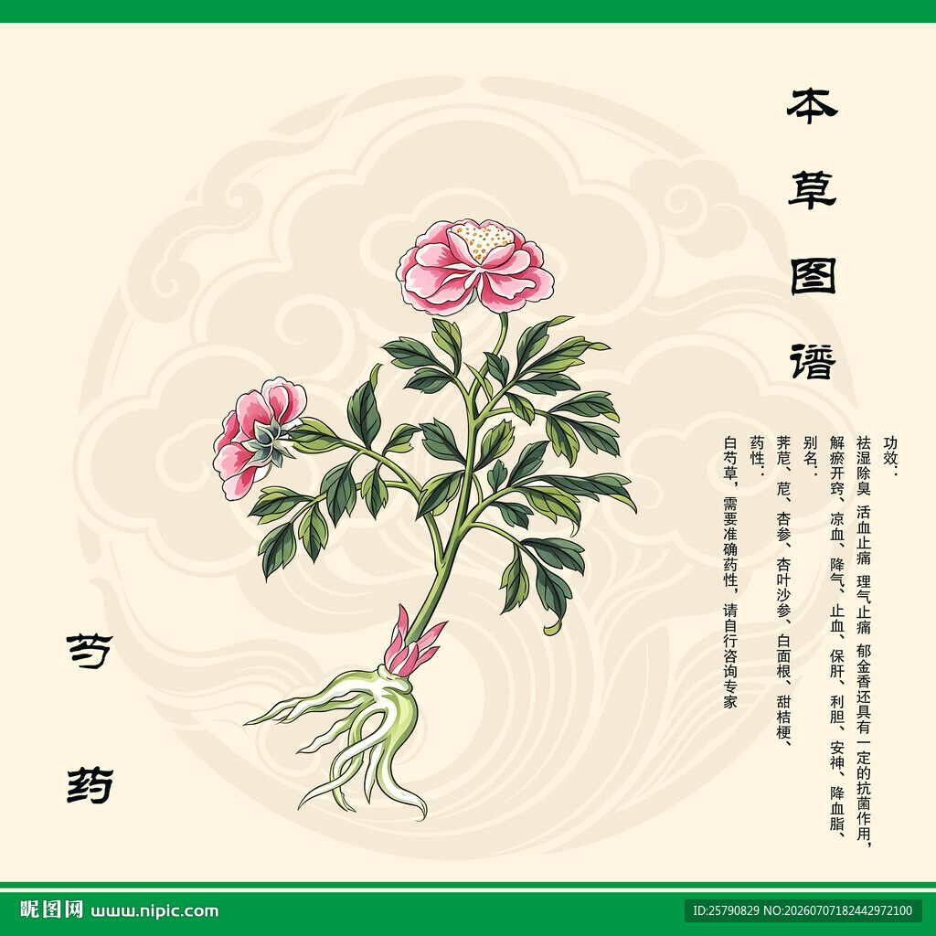 手绘芍药图白芍