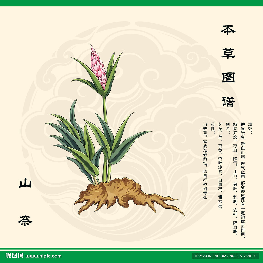 山奈草药插画展示