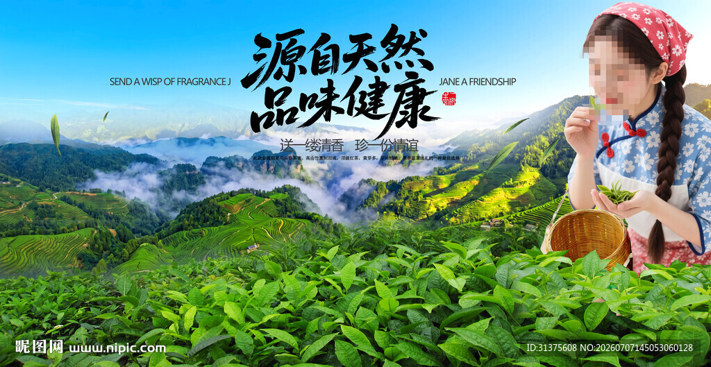 茶山采茶