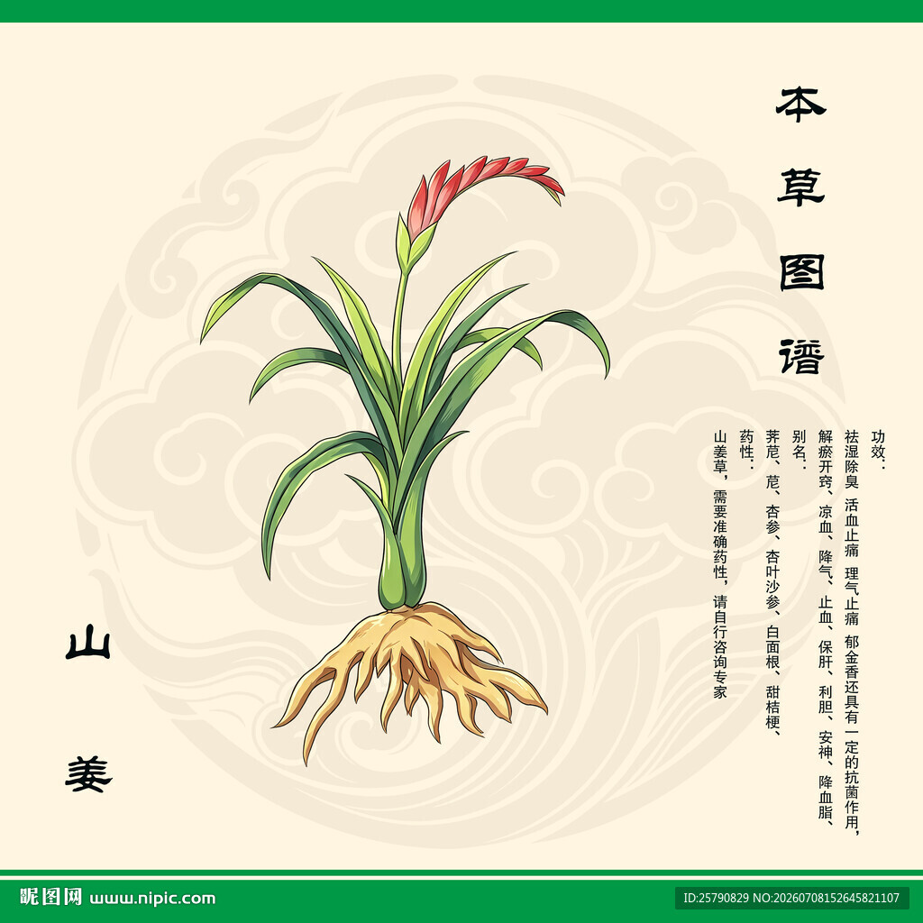 山姜植物图示