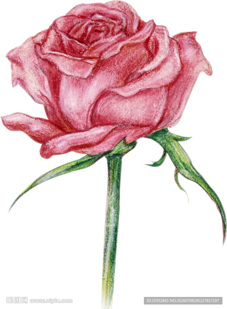 手绘粉色玫瑰花插画免扣素材