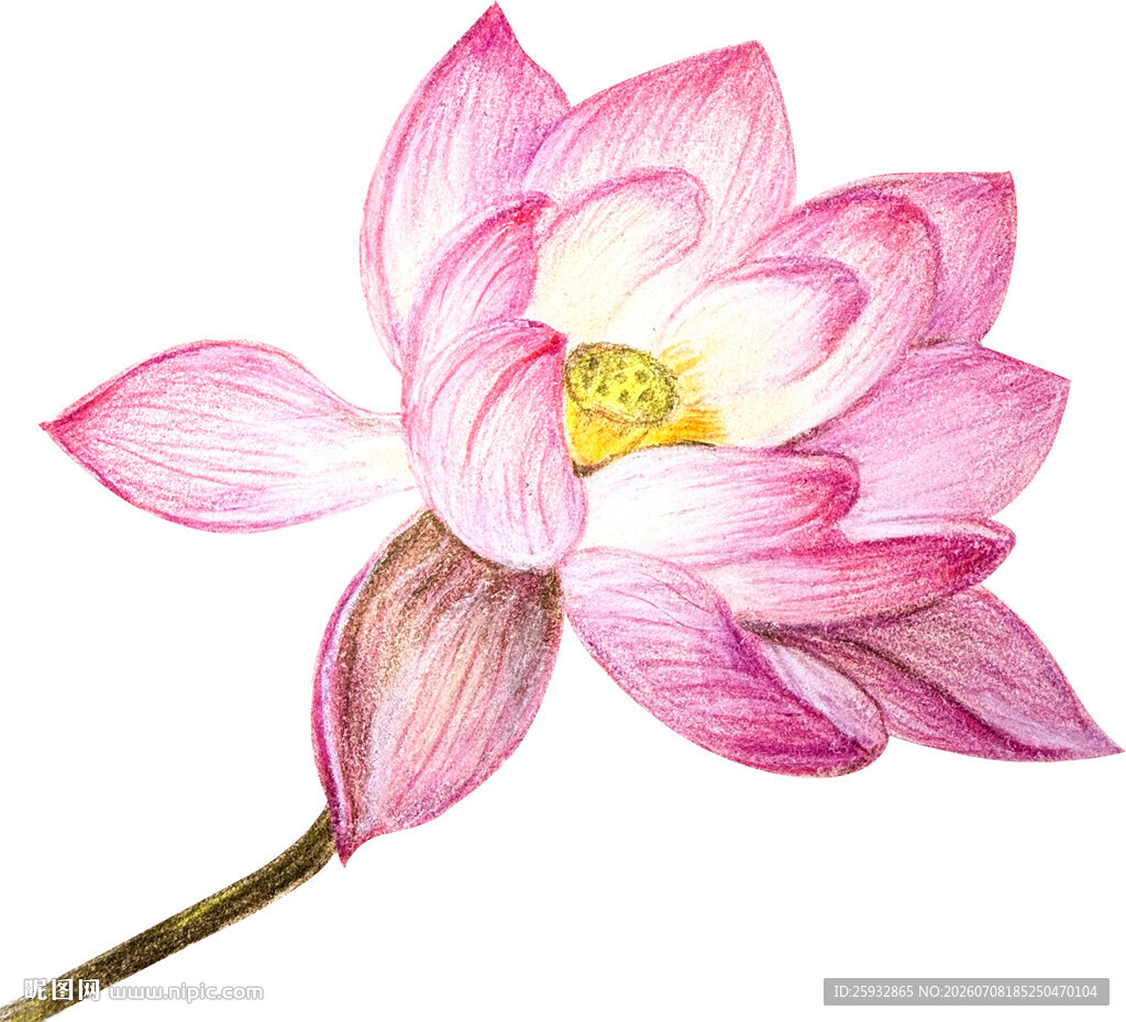 手绘粉色荷花插画免扣素材