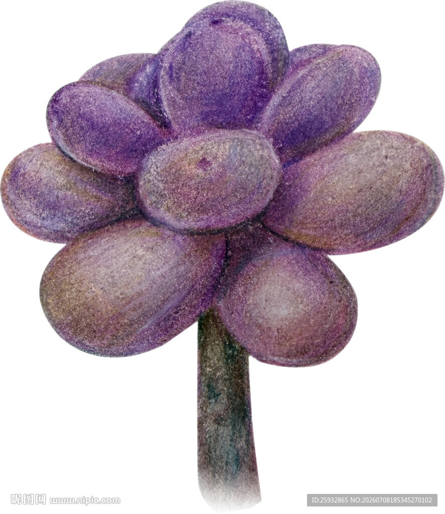 紫色多肉植物手绘插画免扣素材