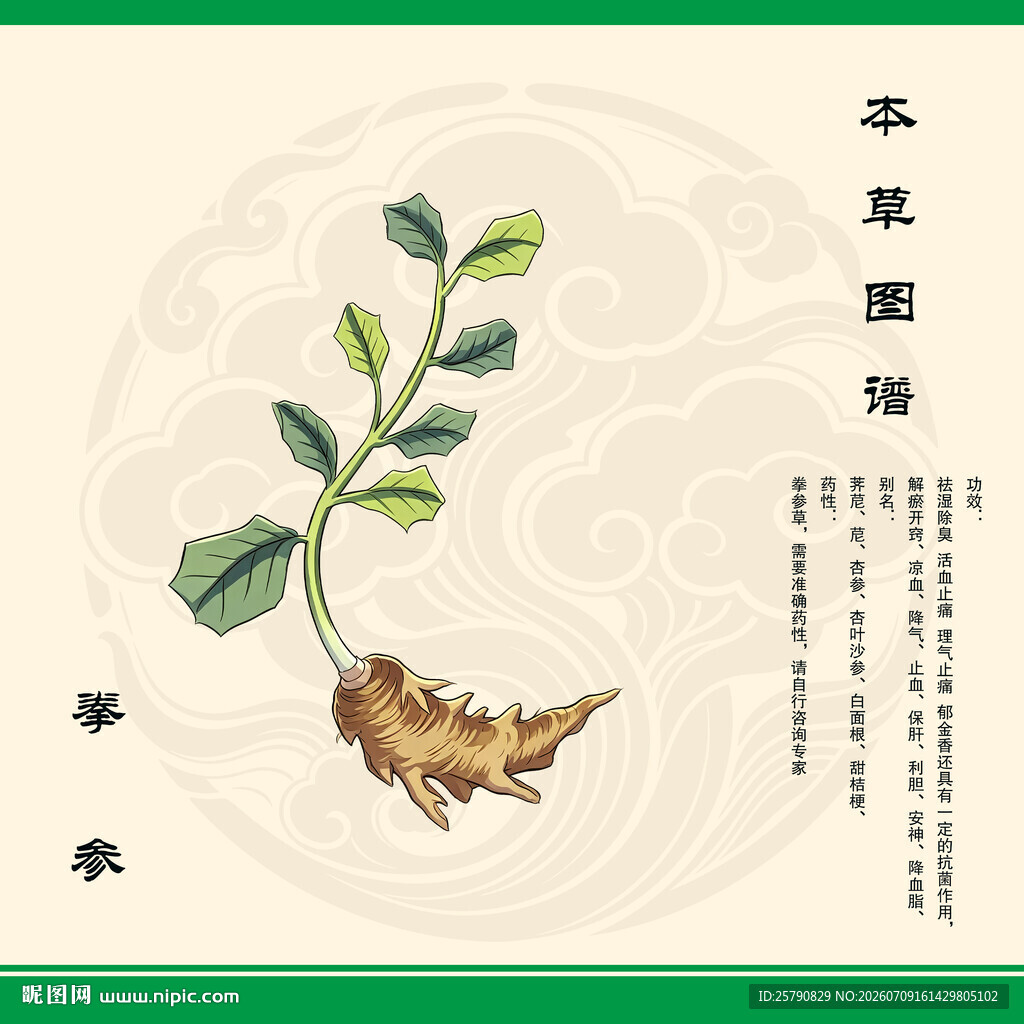 拳参植物图