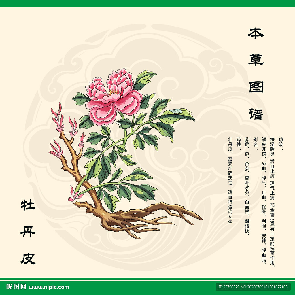 丹皮牡丹皮牡丹