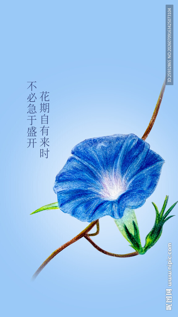 蓝色牵牛花插画海报社会