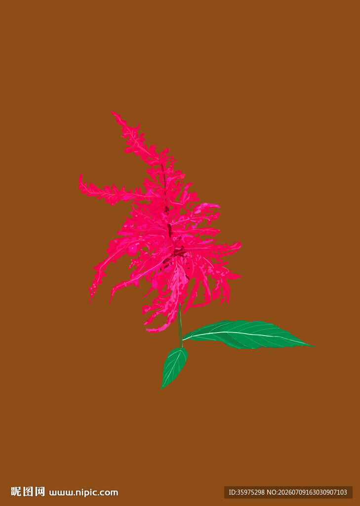 鸡冠花插画