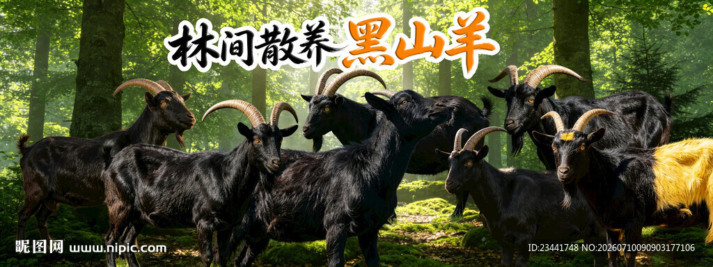  黑山羊