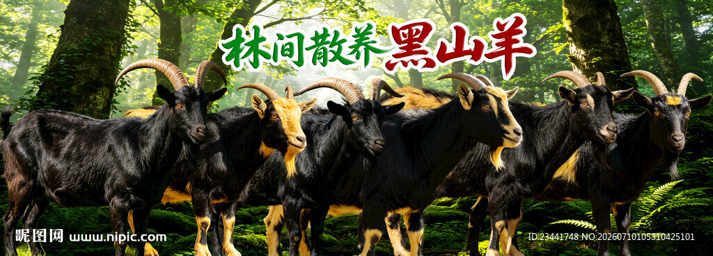  黑山羊  