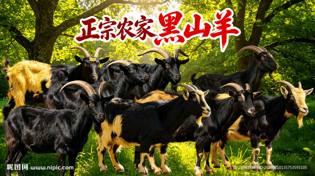 黑山羊