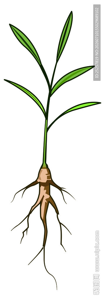 柴胡植物根系与茎叶展示