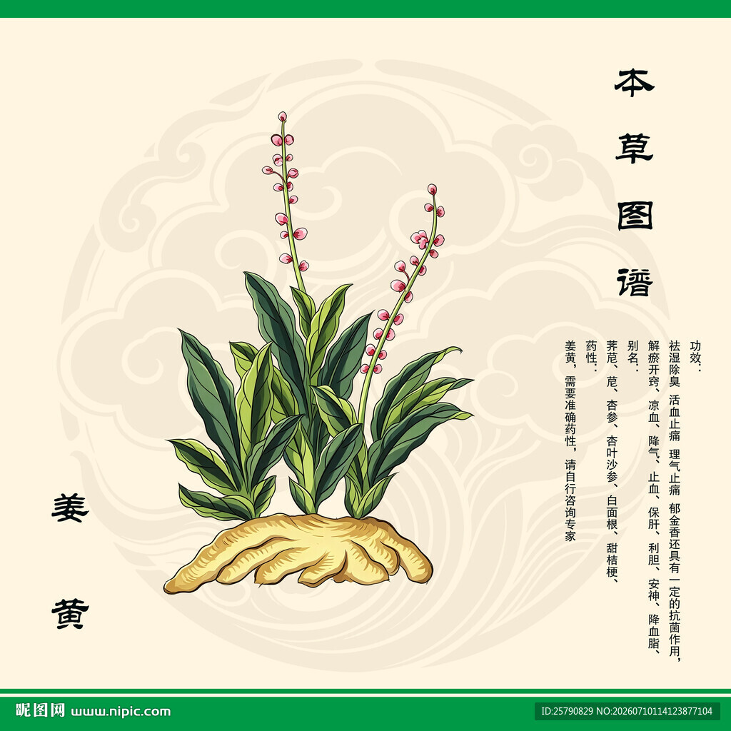 本草姜黄插画展示