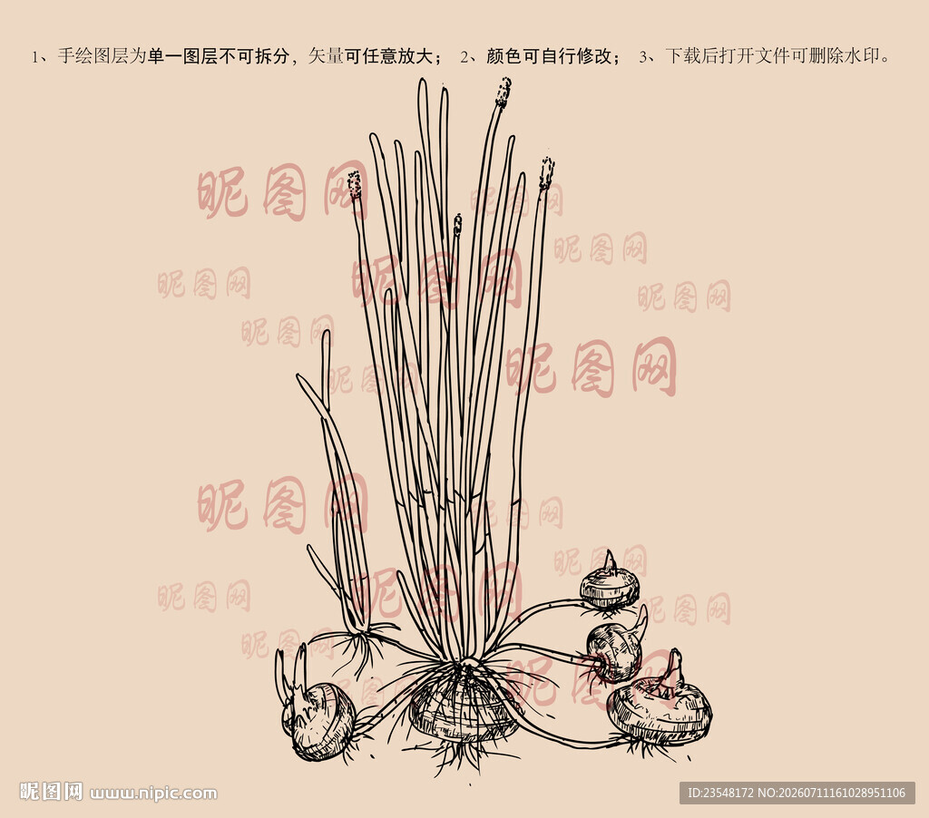 荸荠