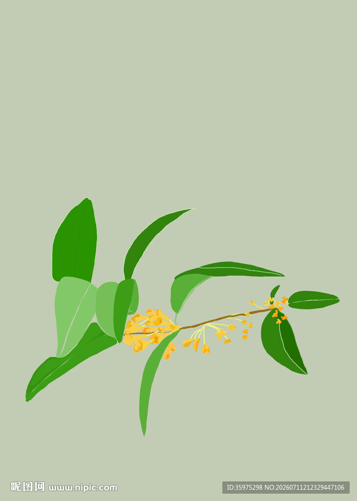 清新桂花枝叶插画